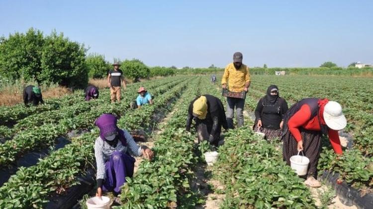 45 derece sıcağın altında toplanıyor Kilosu 25 TL olan o ürünü dünya kapış kapış alıyor