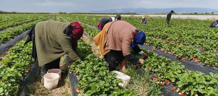 45 derece sıcağın altında toplanıyor Kilosu 25 TL olan o ürünü dünya kapış kapış alıyor