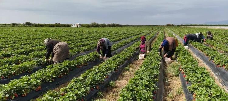 45 derece sıcağın altında toplanıyor Kilosu 25 TL olan o ürünü dünya kapış kapış alıyor