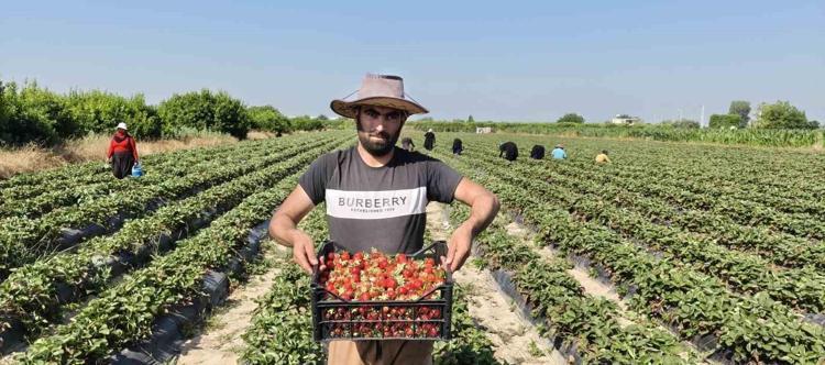 45 derece sıcağın altında toplanıyor Kilosu 25 TL olan o ürünü dünya kapış kapış alıyor