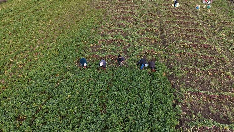 Pazardaki en ucuz sebze meğer mucizeymiş: Karaciğeri 48 saatte sıfırlıyor, kimse yüzüne bakmıyor