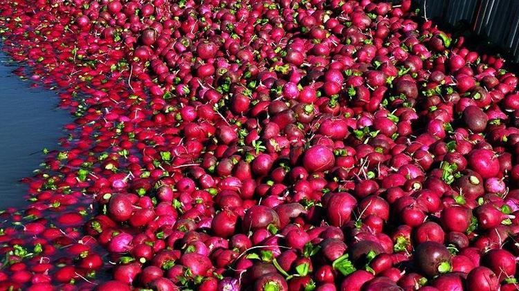 SADECE KARACİĞER DEĞİL: SAFRA KESESİNİN EN YAKIN DOSTU