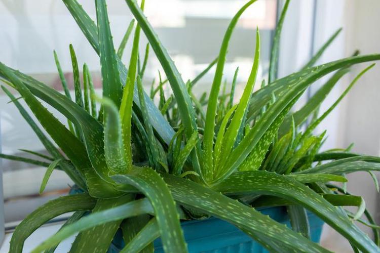3. ALOE VERA: YOĞUN NEM VE RAHATLAMA
