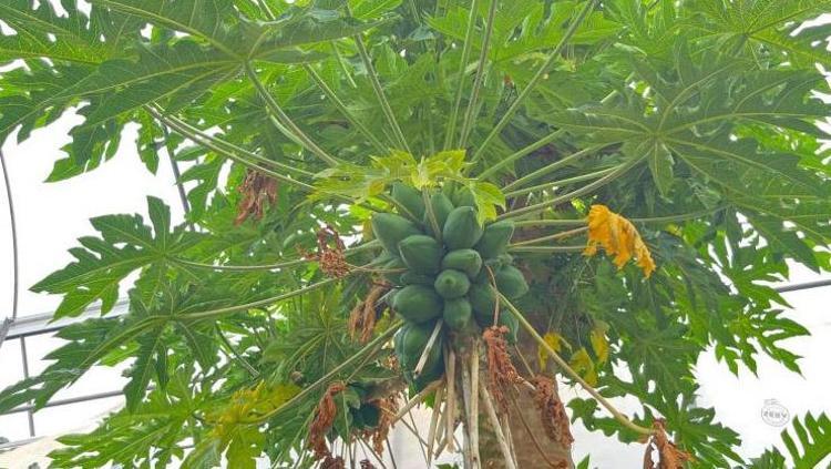 Salatasını yapıp kaşık kaşık yiyin Kalp-damar sağlığına iyi gelen bir numaralı besin