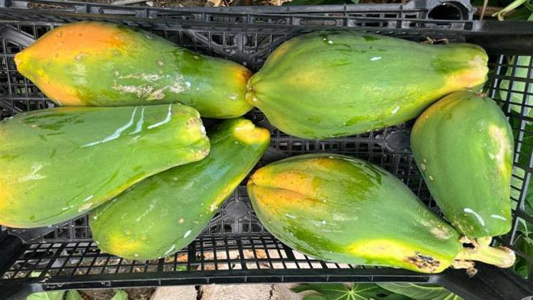 Salatasını yapıp kaşık kaşık yiyin Kalp-damar sağlığına iyi gelen bir numaralı besin