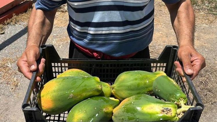 Salatasını yapıp kaşık kaşık yiyin Kalp-damar sağlığına iyi gelen bir numaralı besin