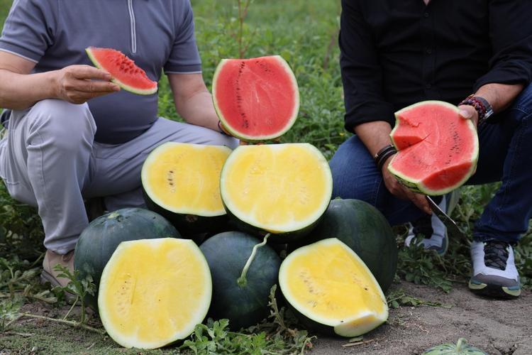 Hasadı başladı, rengini g&ouml;ren şaşkına d&ouml;n&uuml;yor Kilosu 30 TLden satılıyor, d&ouml;n&uuml;m&uuml;nde 7 ton &uuml;r&uuml;n veriyor