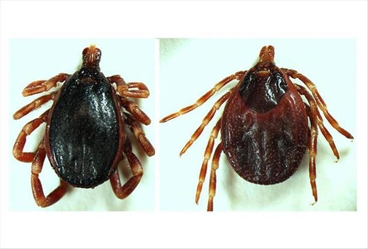 KKKA’ya karşı bilimden yeni umut Aşı çalışmalarında kritik aşama