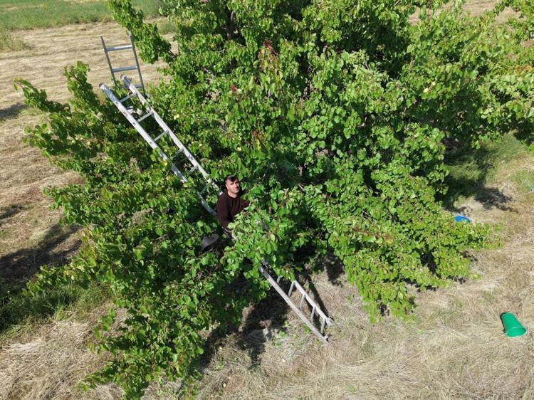 Sarı altında hasat başladı Kilosu 80 TL: Ukrayna, Rusya ve Baküye kilo kilo gönderiliyor