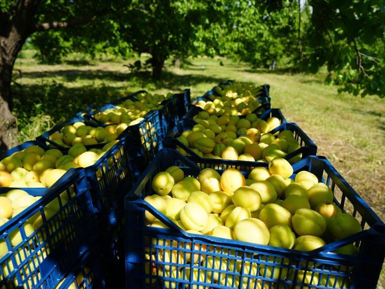 Sarı altında hasat başladı Kilosu 80 TL: Ukrayna, Rusya ve Baküye kilo kilo gönderiliyor