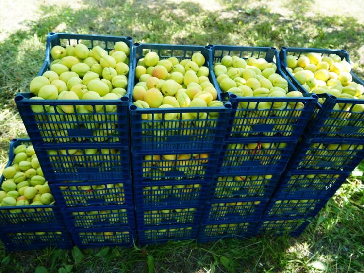 Sarı altında hasat başladı Kilosu 80 TL: Ukrayna, Rusya ve Baküye kilo kilo gönderiliyor