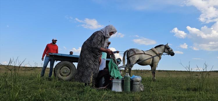 Lezzetinin sırrı dağlarda saklı Tilki saldırısı da hastalıklar da onları durduramıyor: Tam bir şifa ambarı