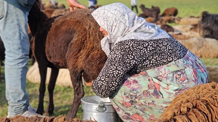 Lezzetinin sırrı dağlarda saklı Tilki saldırısı da hastalıklar da onları durduramıyor: Tam bir şifa ambarı