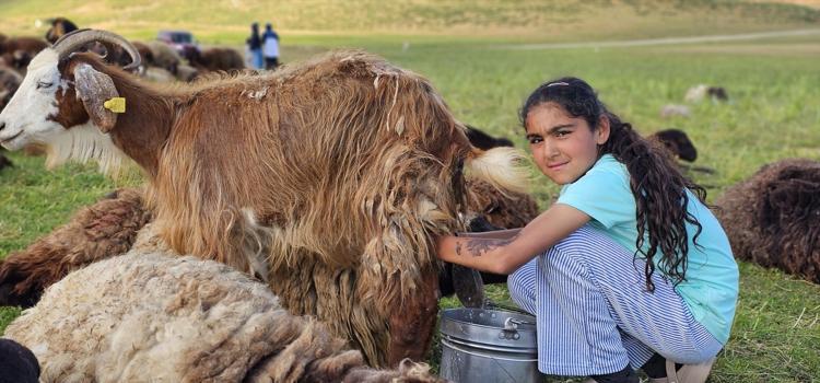 Lezzetinin sırrı dağlarda saklı Tilki saldırısı da hastalıklar da onları durduramıyor: Tam bir şifa ambarı