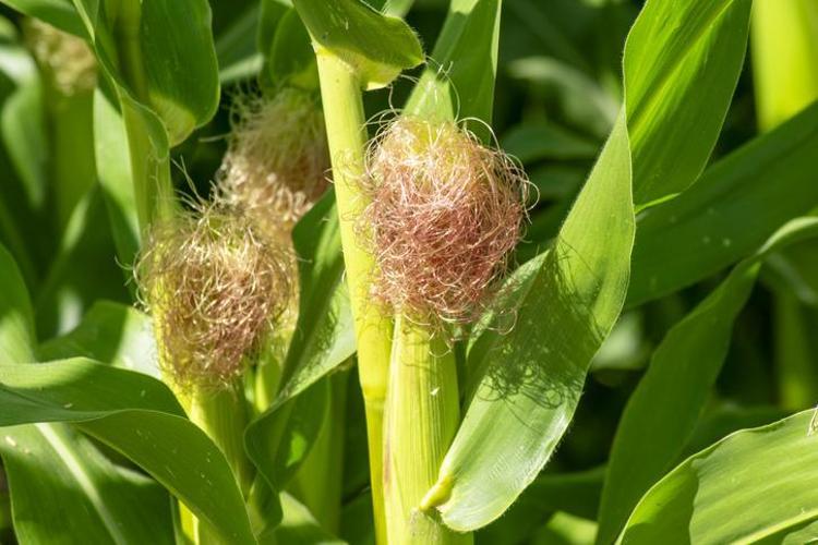 Pazardan alırken temizletip bırakıyorduk, meğer altından değerliymiş Gizli şifa deposu ortaya çıktı