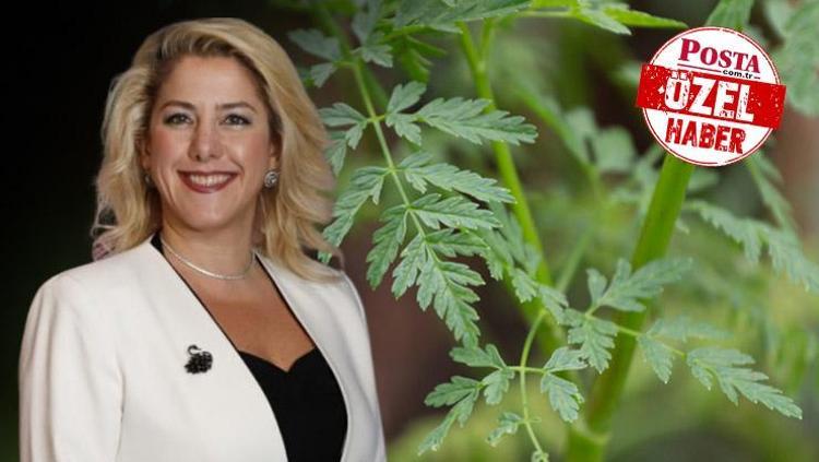 Zehirli ot paniği giderek artıyor Pazardan alınan maydanozlar ne kadar güvenli Fotoğrafa bakarak bitki teşhisi yapmayın