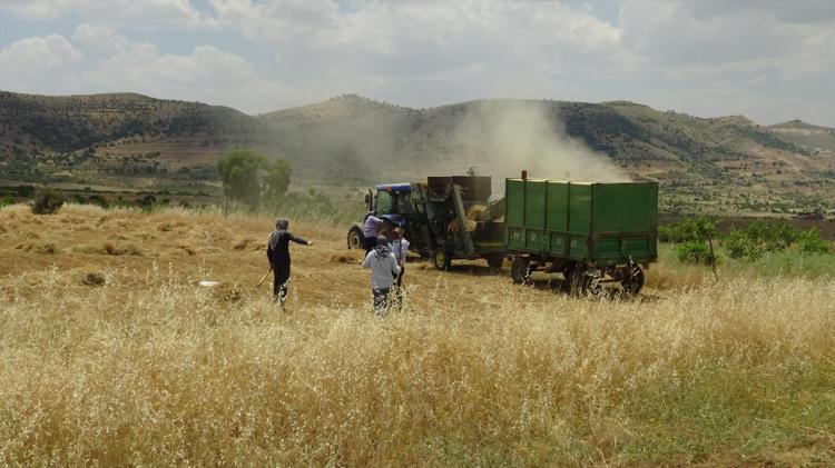 Kavurucu sıcakta oyun havalı hasat başladı Hem oynadılar hem çalıştılar