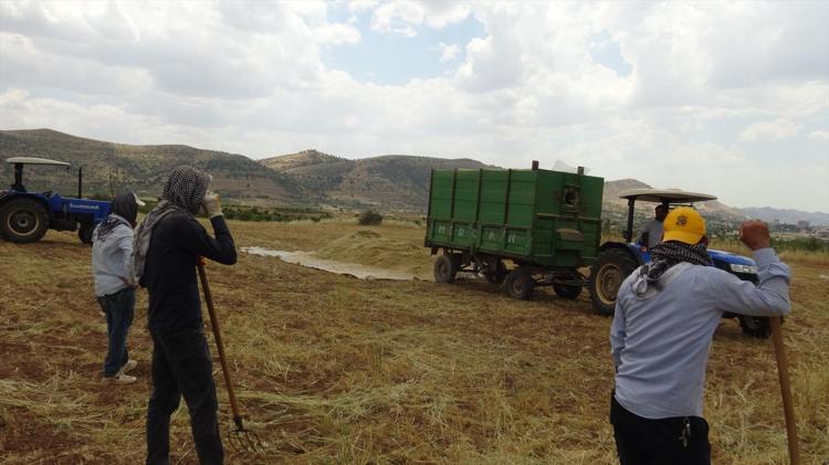 Kavurucu sıcakta oyun havalı hasat başladı Hem oynadılar hem çalıştılar