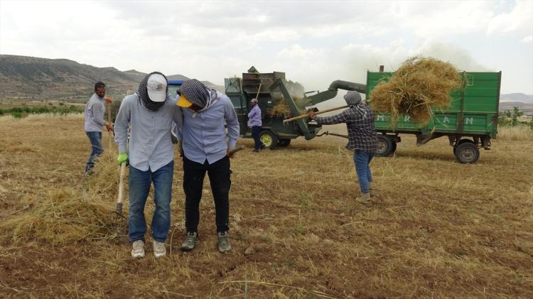 Kavurucu sıcakta oyun havalı hasat başladı Hem oynadılar hem çalıştılar