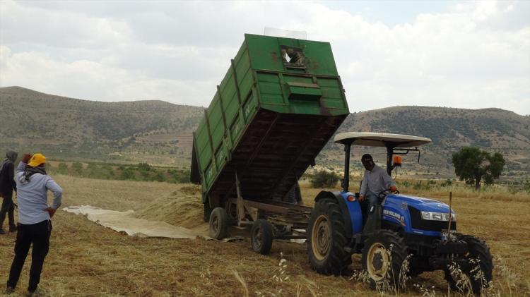 Kavurucu sıcakta oyun havalı hasat başladı Hem oynadılar hem çalıştılar