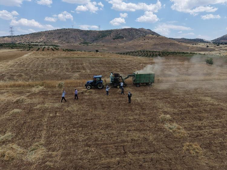 Kavurucu sıcakta oyun havalı hasat başladı Hem oynadılar hem çalıştılar