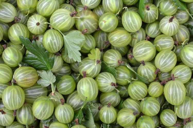 METABOLİZMAYI KANATLANDIRAN DİYET DOSTU