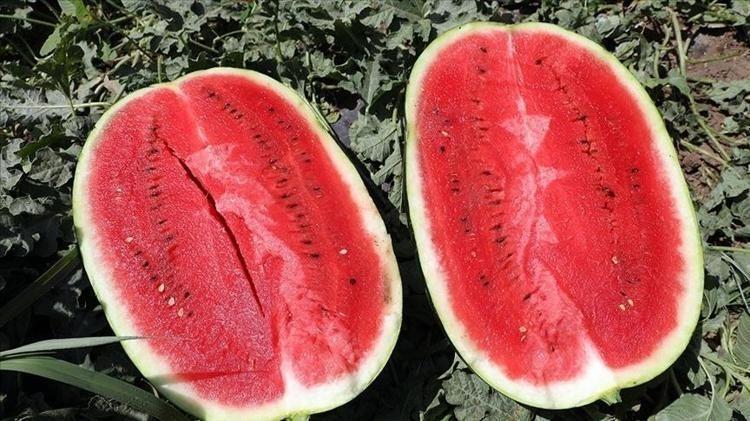Karpuz alırken paranızı çöpe atmayın Yılların üreticisi en iyi karpuzu seçme sırrını verdi