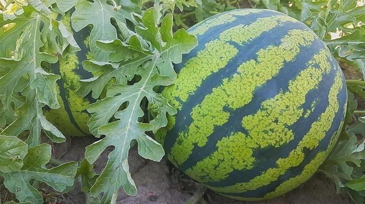 Karpuz alırken paranızı çöpe atmayın Yılların üreticisi en iyi karpuzu seçme sırrını verdi