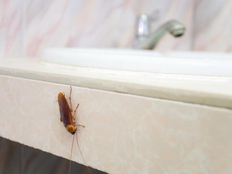 Tatile çıkmadan önce evin köşelerine bırakın Hamam böceği ve karıncaları evden tamamen uzak tutan o mucize