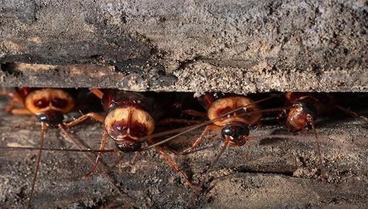Tatile çıkmadan önce evin köşelerine bırakın Hamam böceği ve karıncaları evden tamamen uzak tutan o mucize