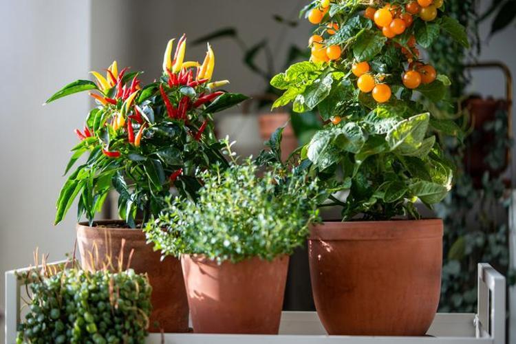 1. BAHÇE VE BALKONLARDA AROMATİK KALKAN OLUŞTURUN