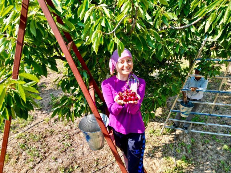 Dünyaca ünlü lezzette hasat başladı ama üretici dertli Kilosu 60 TL: Vücuttaki iltihabı kurutuyor