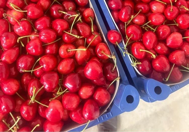Dünyaca ünlü lezzette hasat başladı ama üretici dertli Kilosu 60 TL: Vücuttaki iltihabı kurutuyor