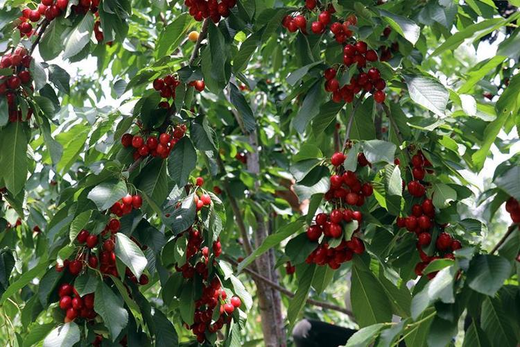 Dünyaca ünlü lezzette hasat başladı ama üretici dertli Kilosu 60 TL: Vücuttaki iltihabı kurutuyor