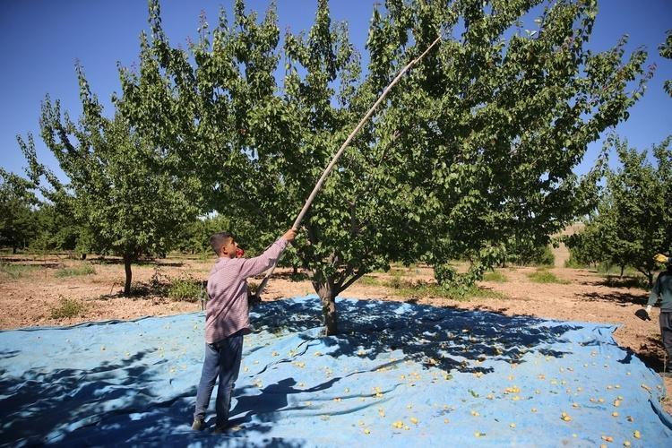 Bahçesine tek bir tane bile dikmeyi başaran yaşadı: Dünya bu meyve için sıraya girdi