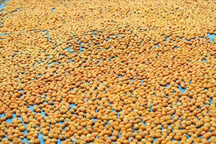 Bahçesine tek bir tane bile dikmeyi başaran yaşadı: Dünya bu meyve için sıraya girdi