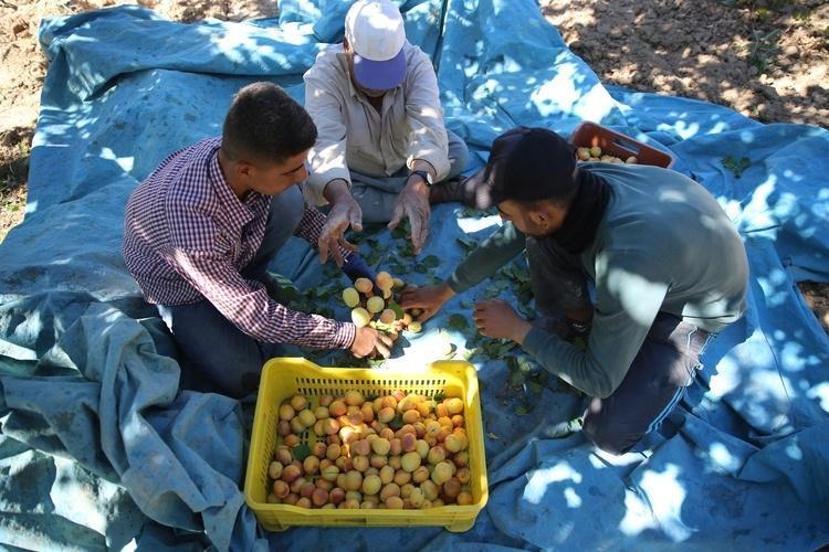 YAŞ KAYISI İHRACATI 50 GÜN SÜRECEK