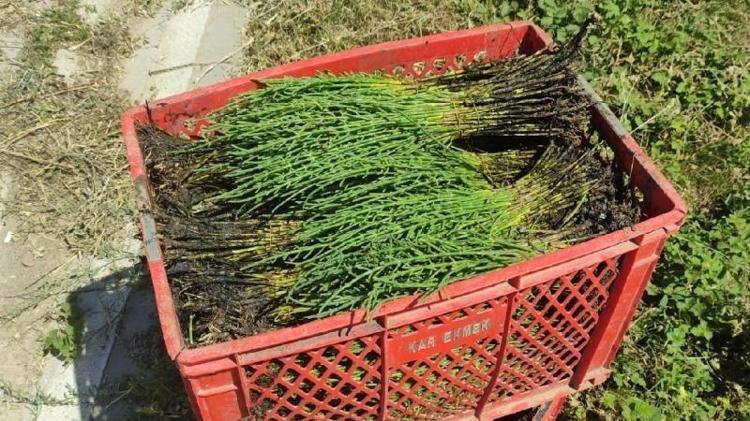 Yıllarca yabani ot diye söküp attık: Getirisini duyan tarlasını bununla dolduruyor