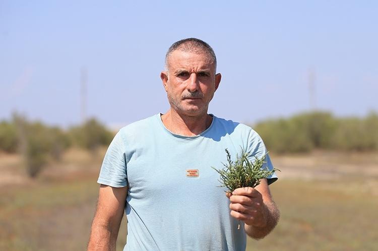 Yıllarca yabani ot diye söküp attık: Getirisini duyan tarlasını bununla dolduruyor