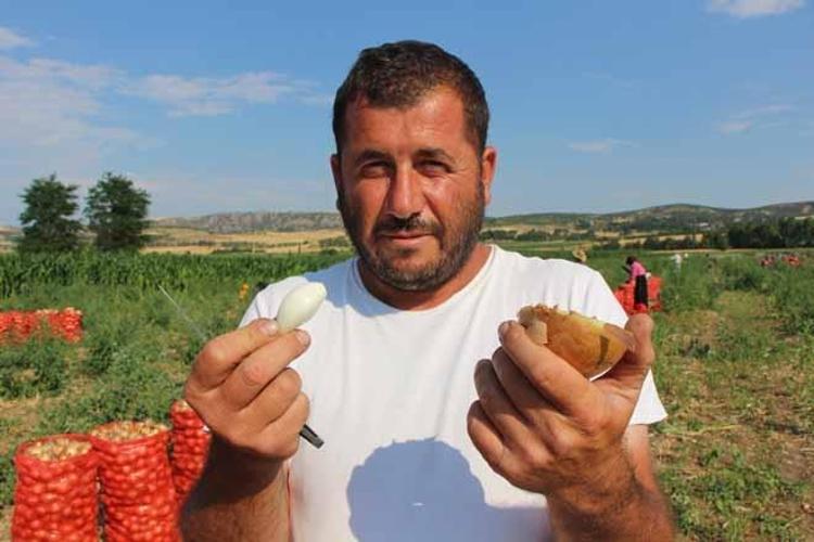 SOĞANA ‘KIRMIZI ALTIN’ DERLERDİ