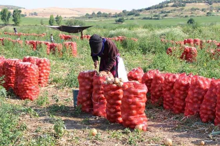 Eskiden 1 çuvalıyla çeyrek altın alınırdı Şimdi ise kilosu 15 TLden çuval çuval satılıyor