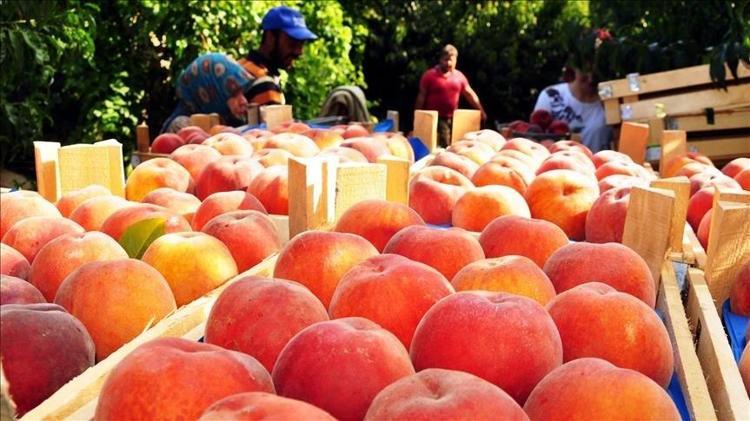 Çoğu kişi sadece rengine bakıp yanılıyor İçi odun gibi çıkan şeftalilere son veriyor, bal gibi şeftalilerin ömrünü uzatıyor