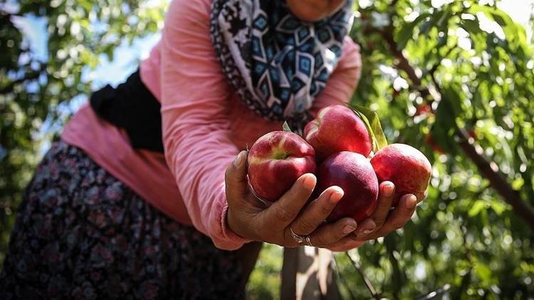 Çoğu kişi sadece rengine bakıp yanılıyor İçi odun gibi çıkan şeftalilere son veriyor, bal gibi şeftalilerin ömrünü uzatıyor