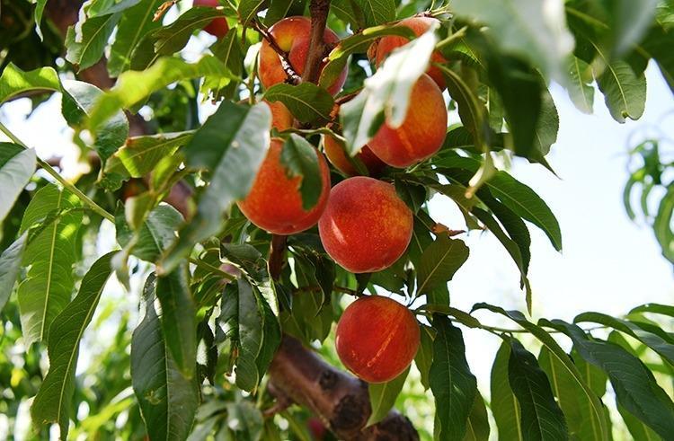 Çoğu kişi sadece rengine bakıp yanılıyor İçi odun gibi çıkan şeftalilere son veriyor, bal gibi şeftalilerin ömrünü uzatıyor