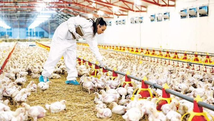 Ayağı Hong Konga gidiyor, kanı balık yemi oluyor Tavuk üretimindeki şaşırtıcı gerçek: Her parçası değerli