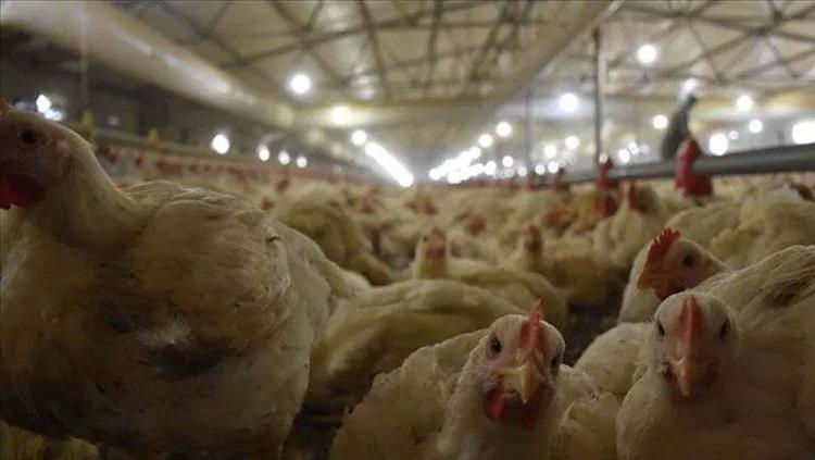 Ayağı Hong Konga gidiyor, kanı balık yemi oluyor Tavuk üretimindeki şaşırtıcı gerçek: Her parçası değerli