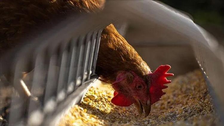 Ayağı Hong Konga gidiyor, kanı balık yemi oluyor Tavuk üretimindeki şaşırtıcı gerçek: Her parçası değerli