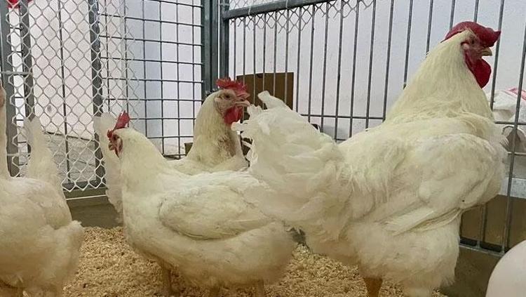 Ayağı Hong Konga gidiyor, kanı balık yemi oluyor Tavuk üretimindeki şaşırtıcı gerçek: Her parçası değerli
