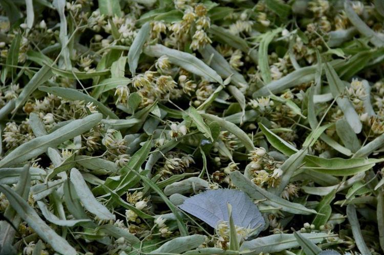 METRELERCE YÜKSEKLİKTE CAN PAZARI: GELENEKSEL VE ZORLU HASAT