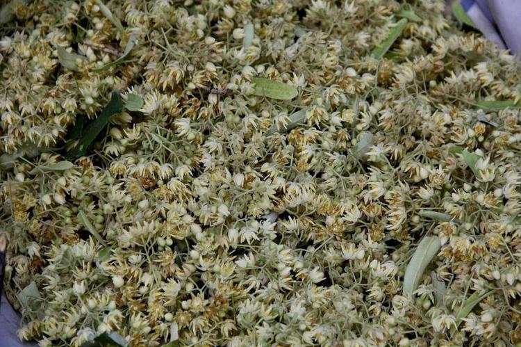 TÜRKİYENİN IHLAMUR DEPOSU: KARACABEY ORMANLARI
